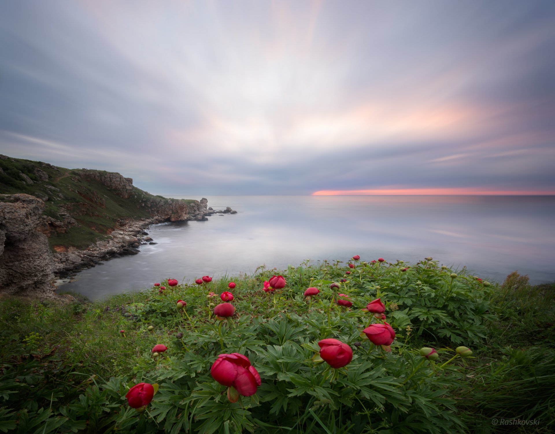 natur meer klippe blumen pfingstrosen landschaft