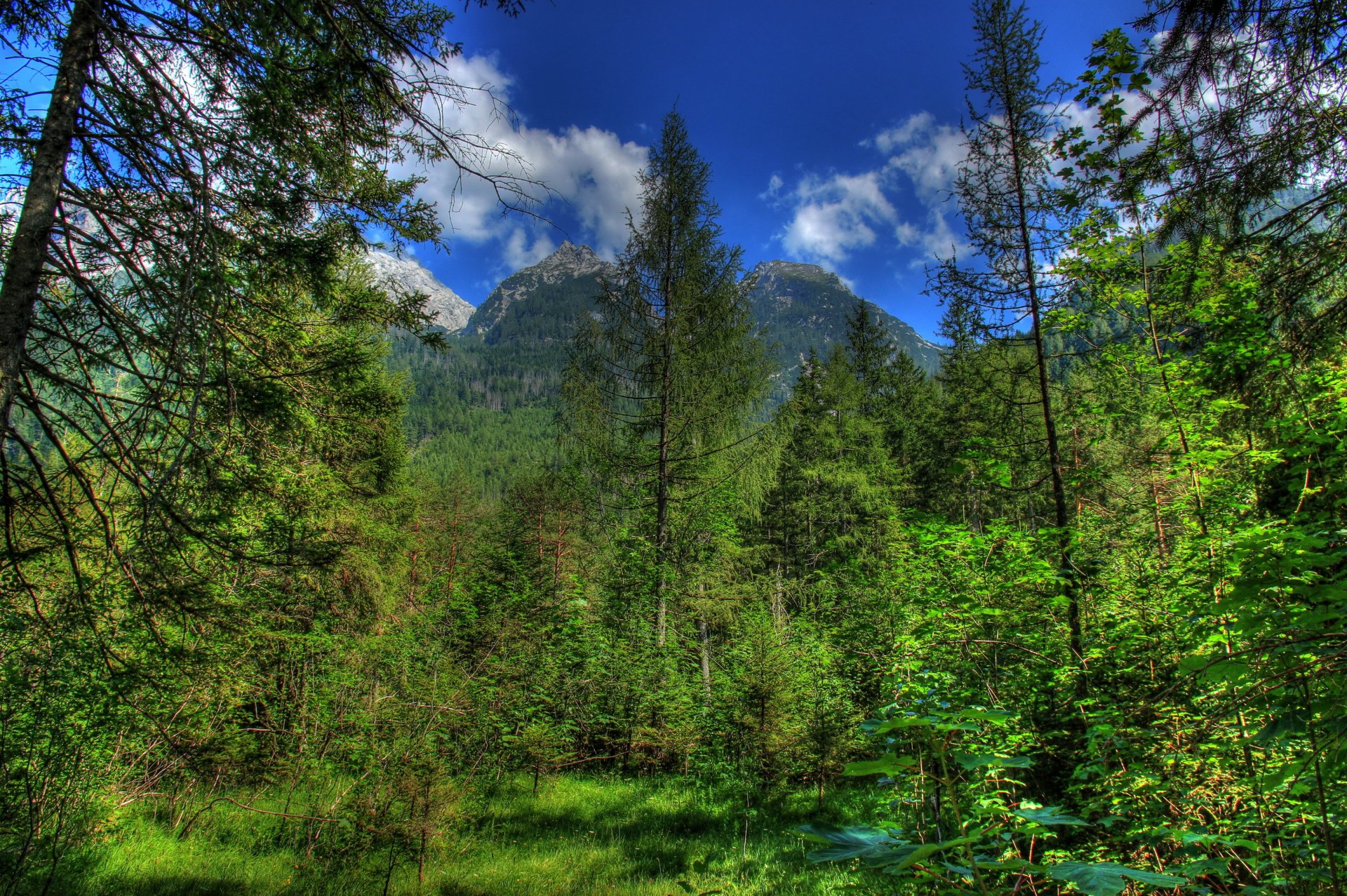 германия горы лес бавария hdr природа фото