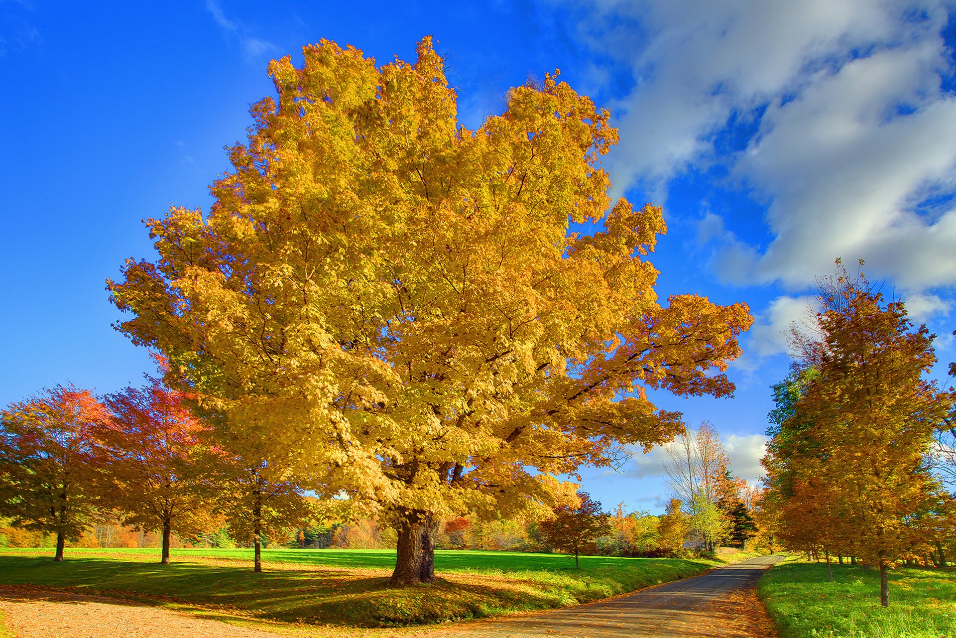 ciel nuages arbre automne route feuilles parc nature