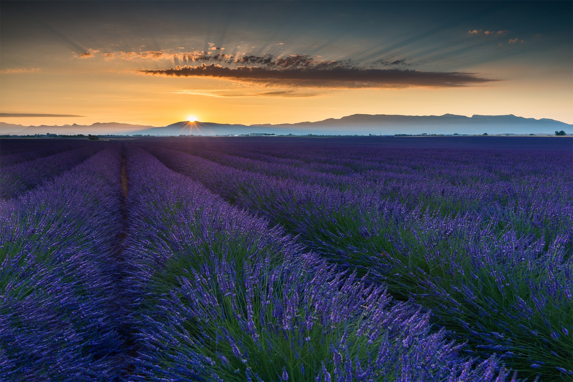 francia provenza verano junio campo lavanda flores sol