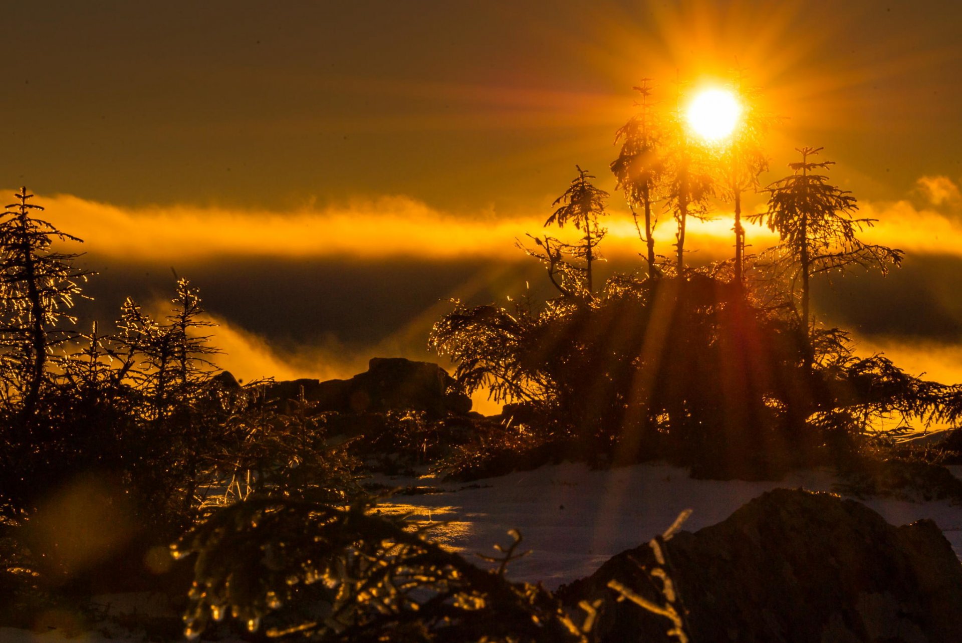 matin lumière du soleil brume arbres neige hiver