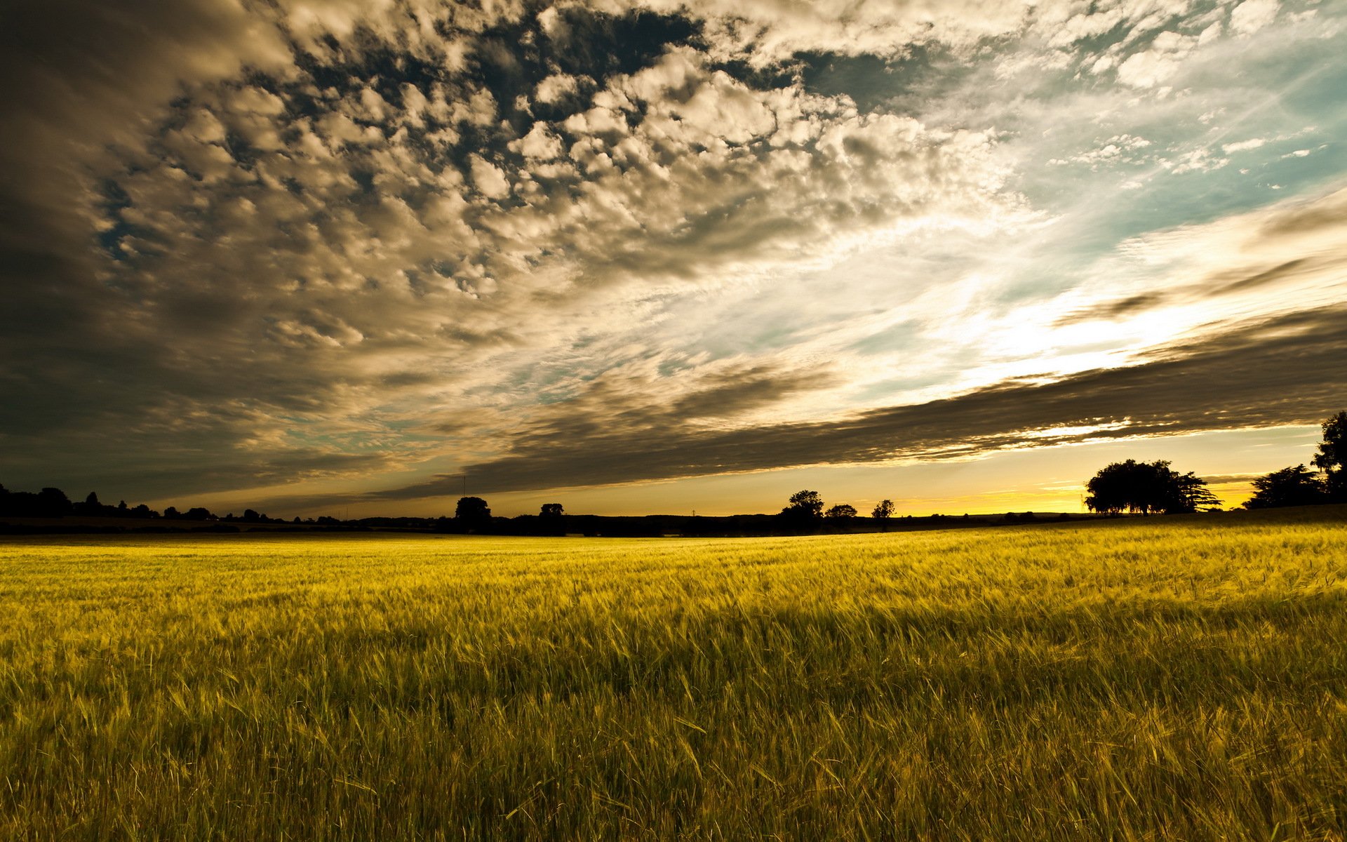 the field sunset landscape