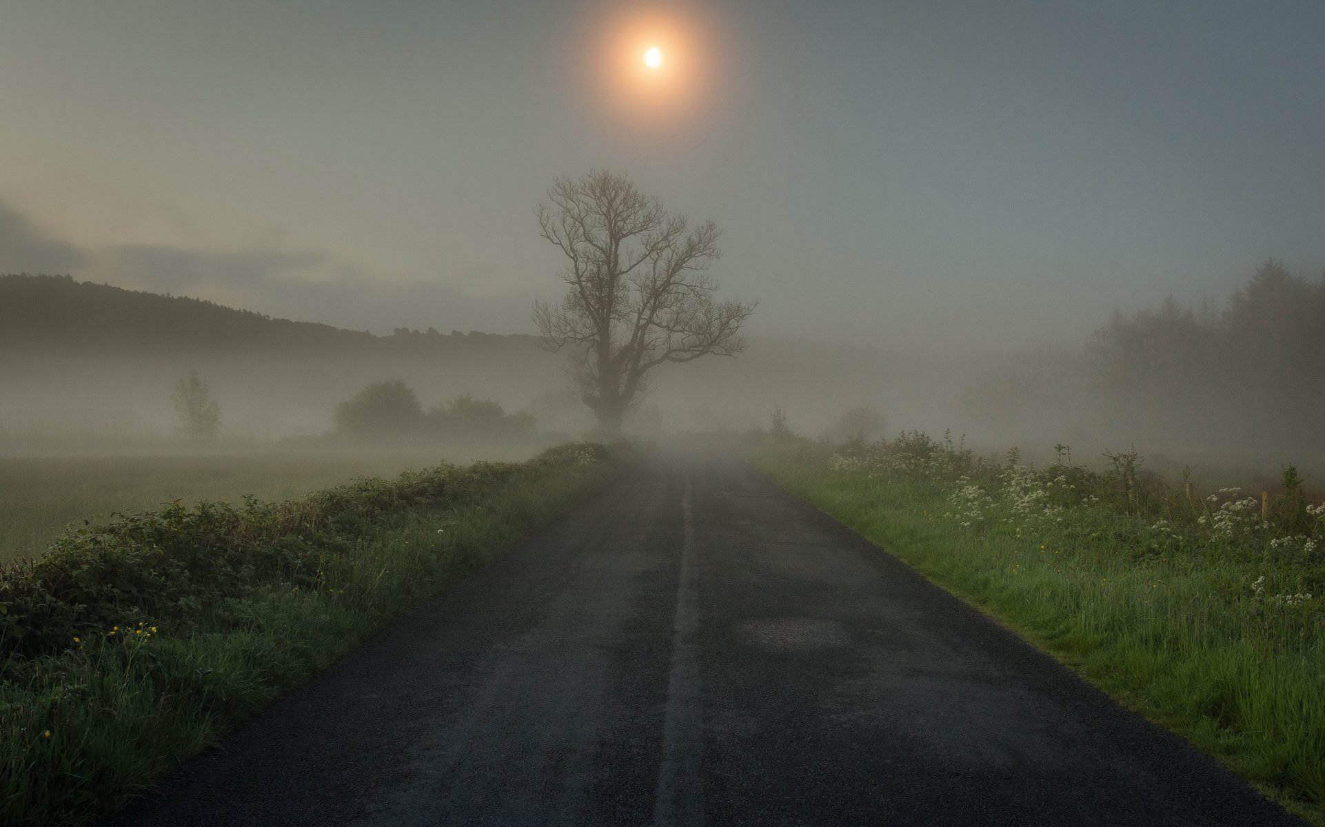 road grass tree fog morning