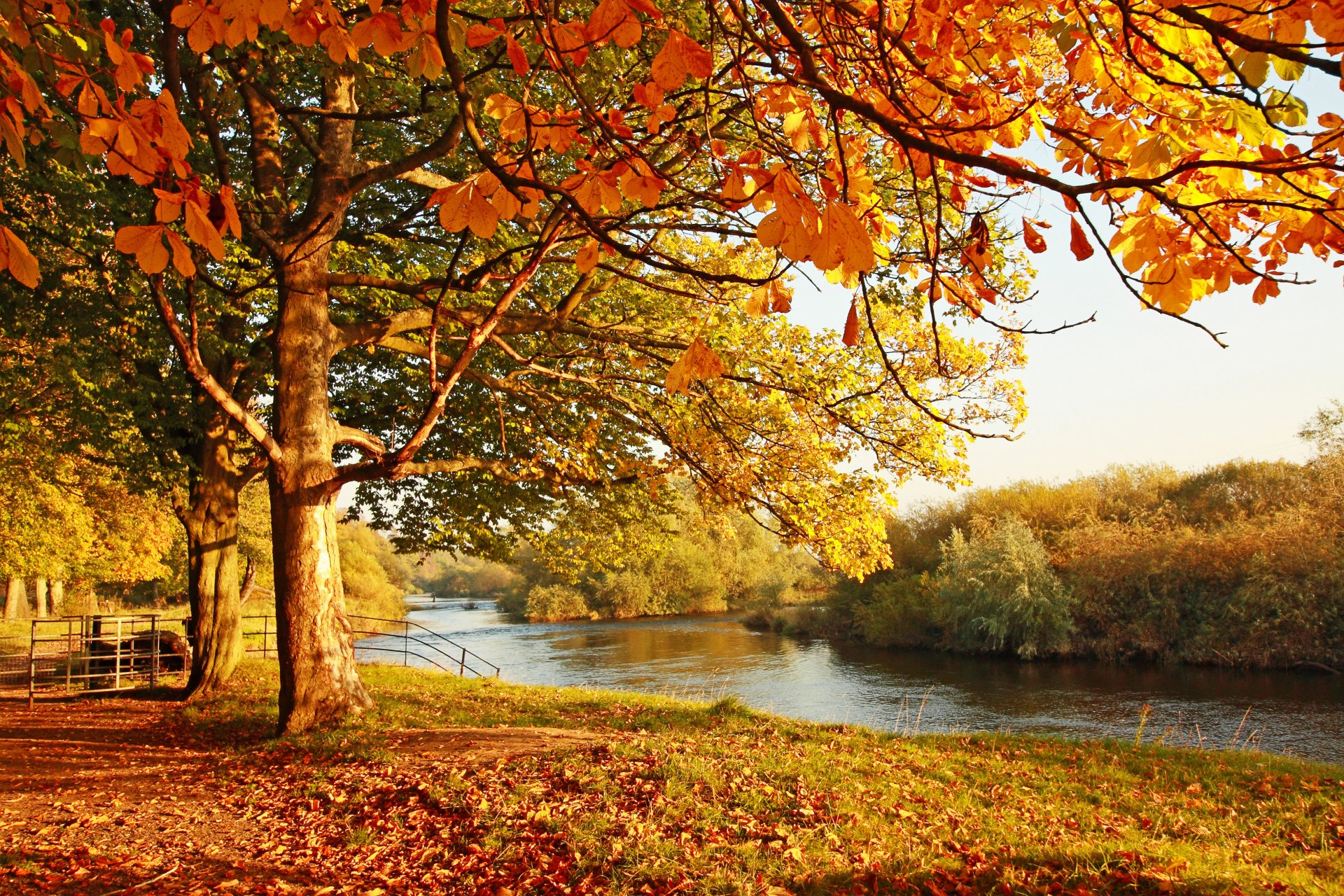 paysage bois feuillage automne eau pont réflexion