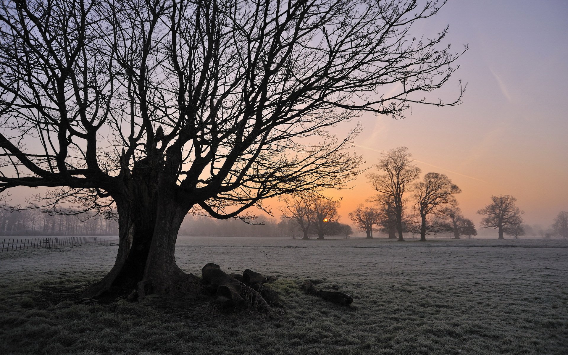 tree morning the field fog