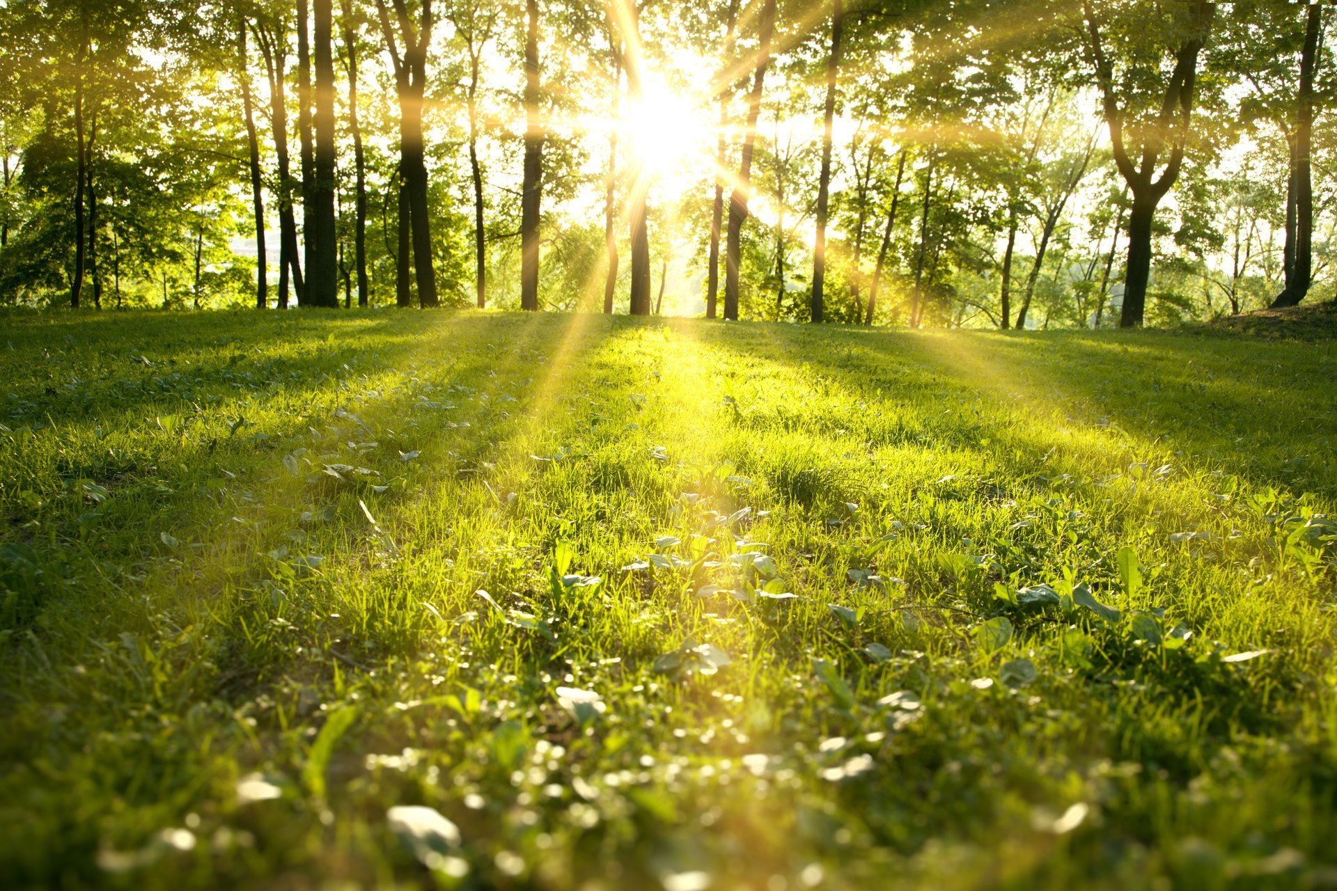 parc de printemps forêt champ vert herbe arbres rayons du soleil nature paysage lumière du soleil champ vert