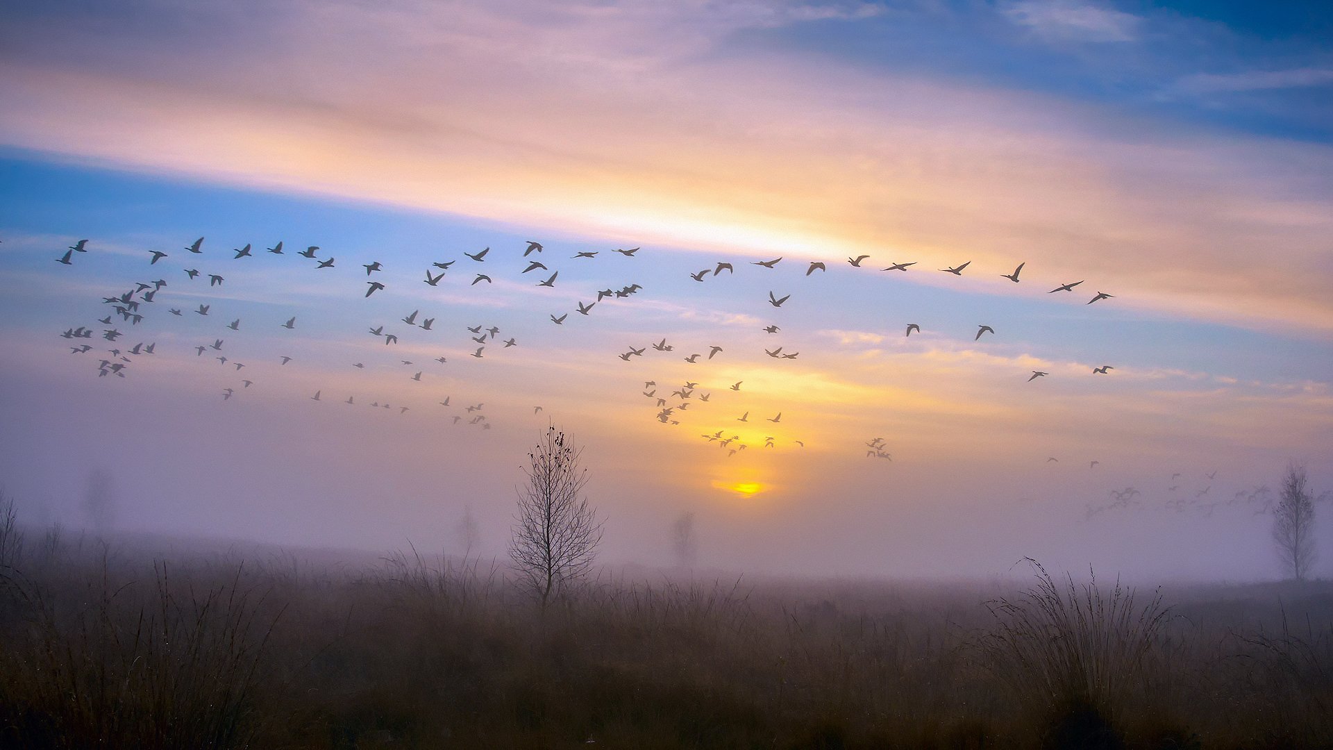 automne novembre arbre corbeaux oiseaux ciel canards oies troupeau coucher de soleil soir brouillard rosée après la pluie