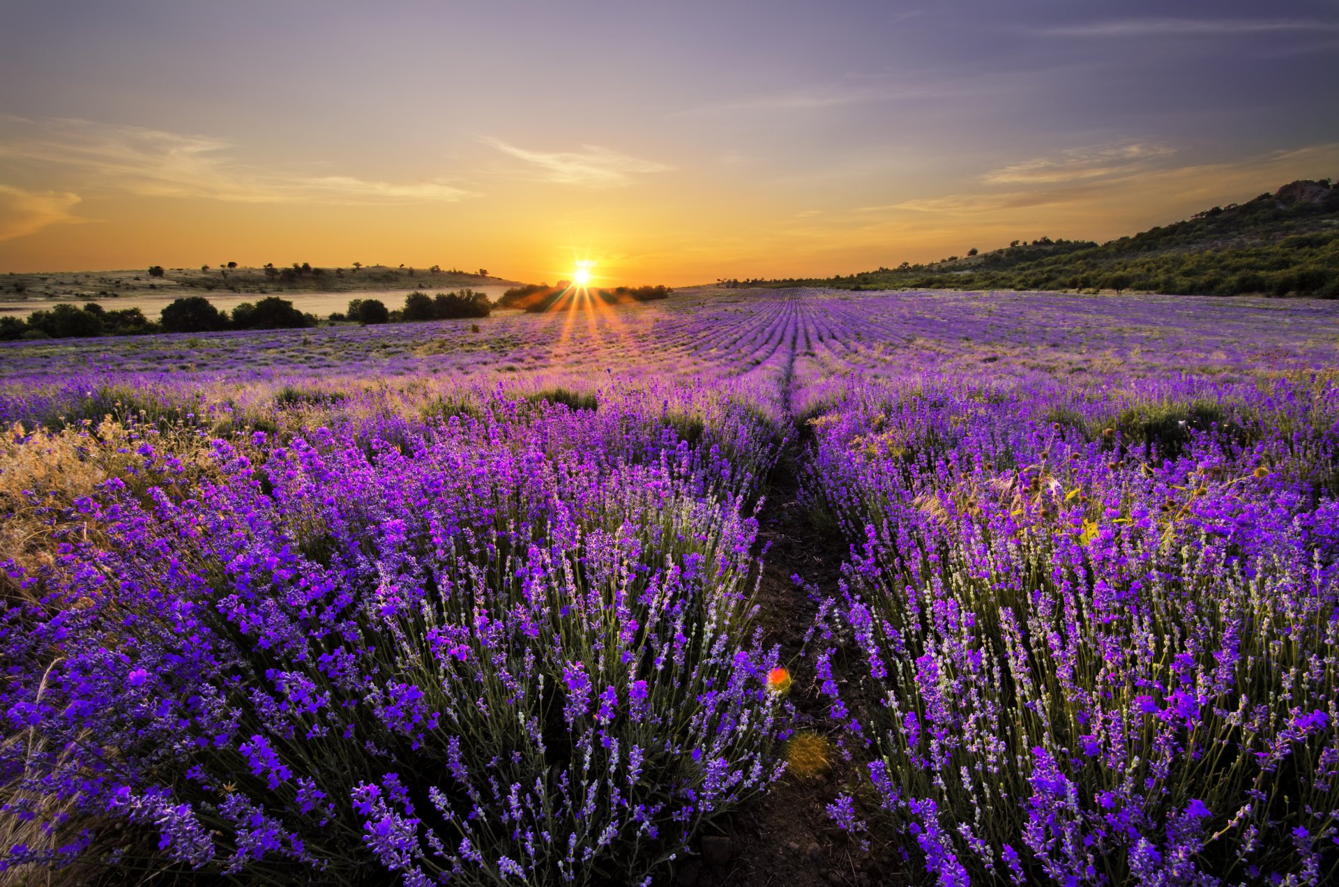 nature landscape lavender field flowering lilac field