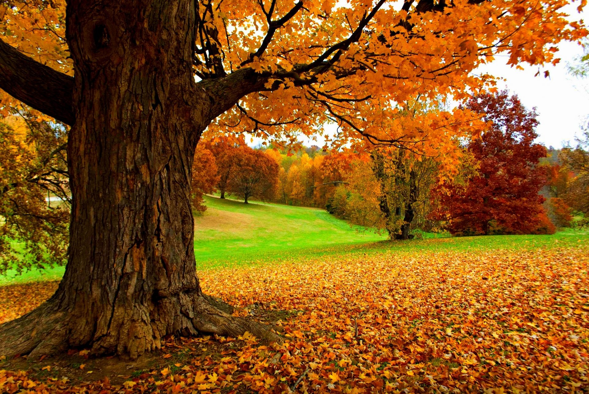 nature forêt parc arbres feuilles coloré route automne automne couleurs promenade