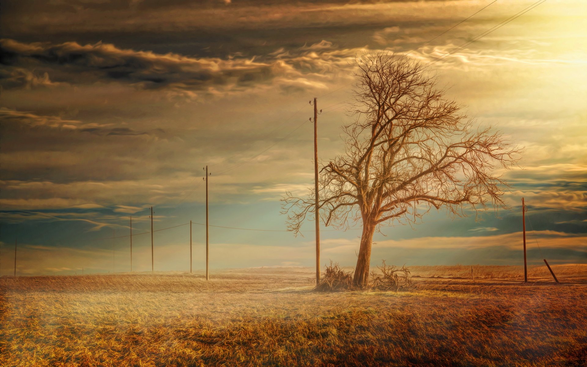 the field tree landscape