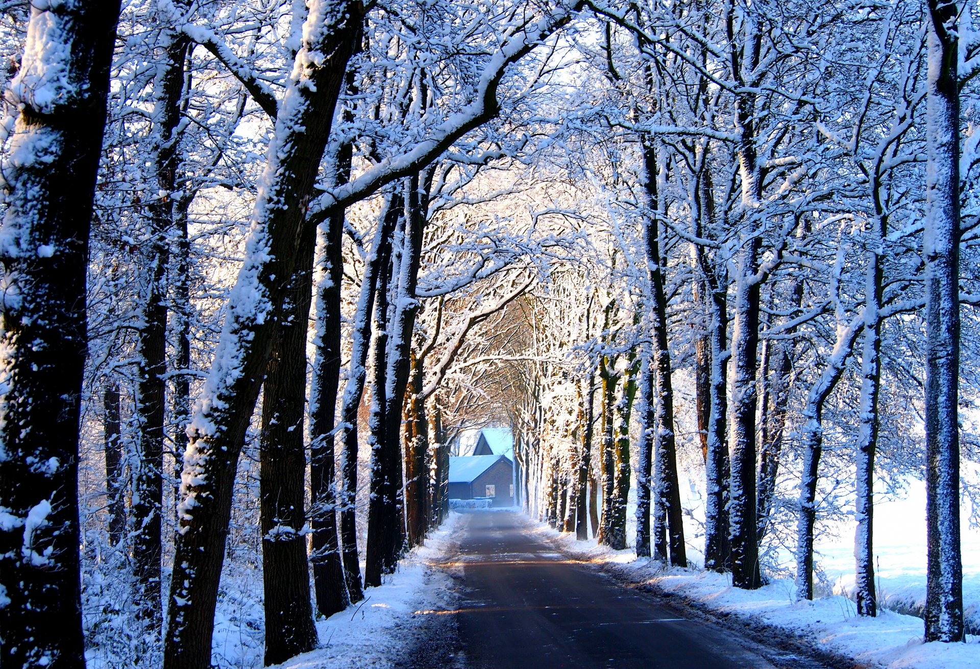 route arbres allée maison neige hiver