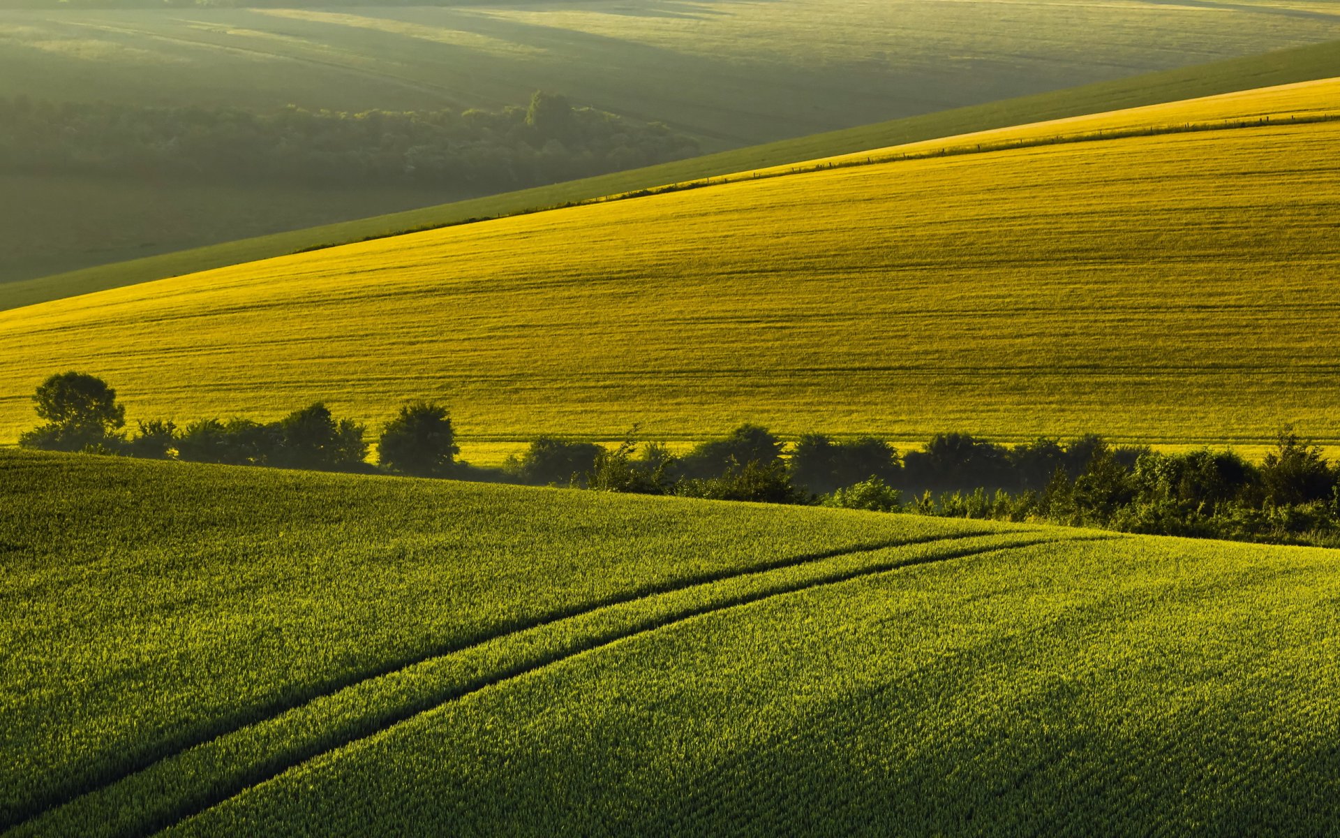 matin champ été paysage