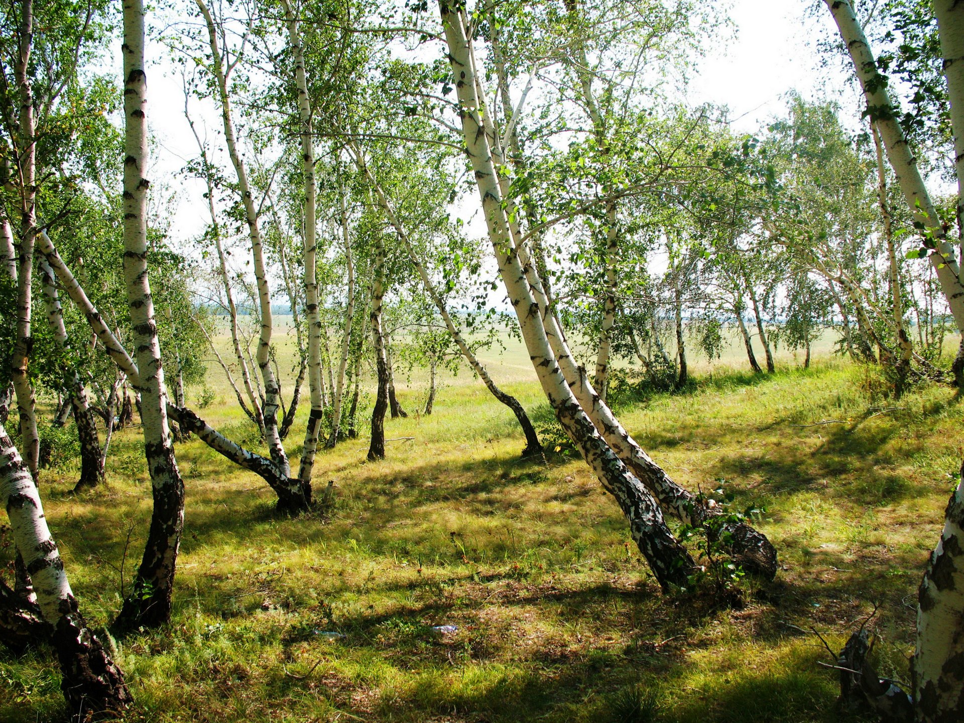 natura alberi betulle erba foto