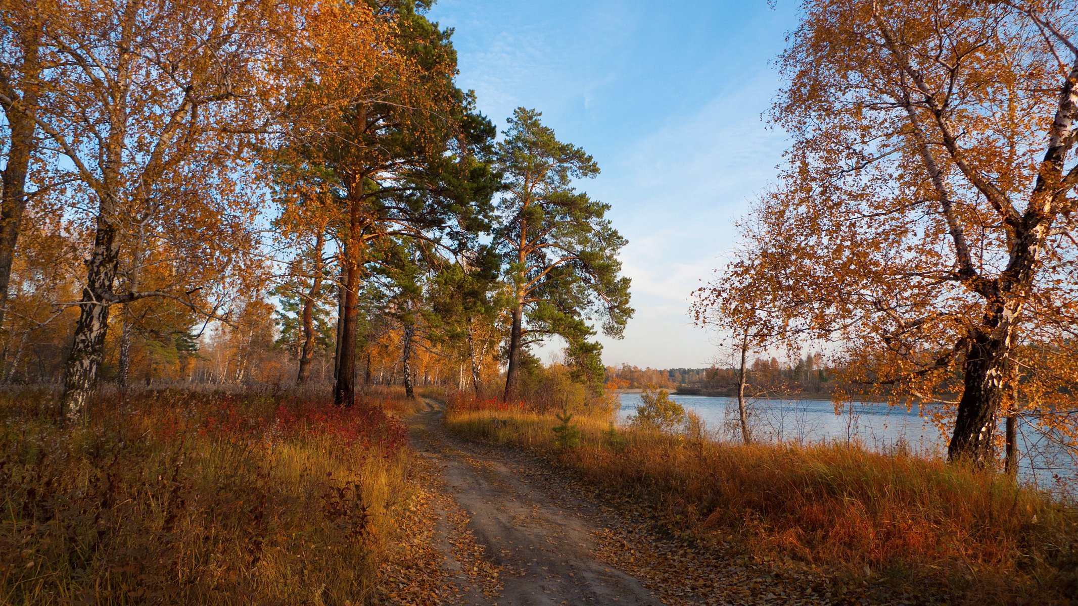 autumn trace forest trees river fallen leafs autumn mood