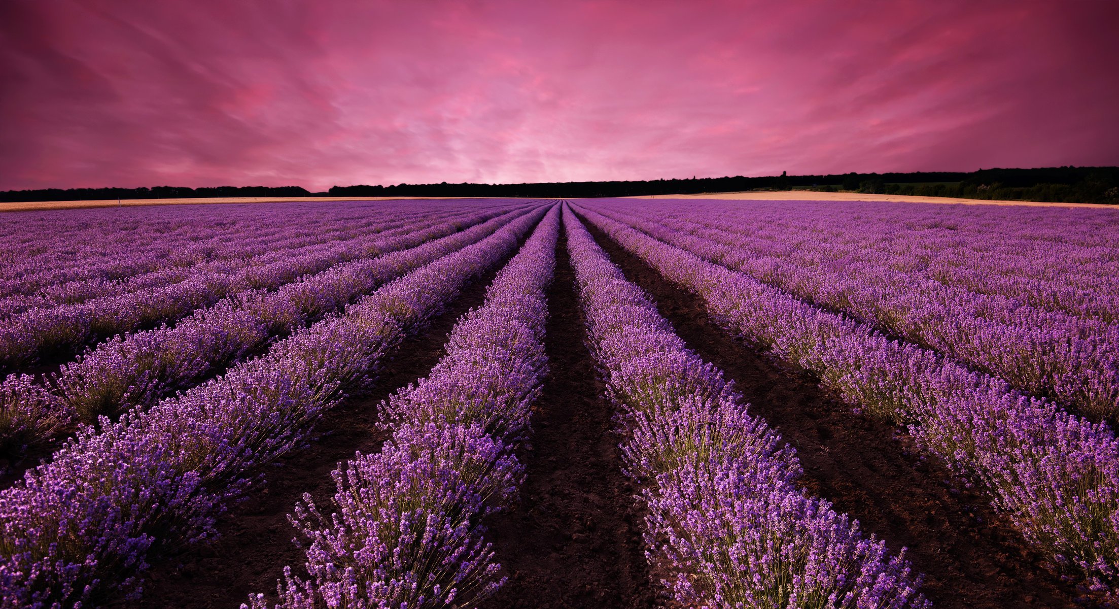 nature paysage champ de lavande floraison coucher de soleil champ de lilas