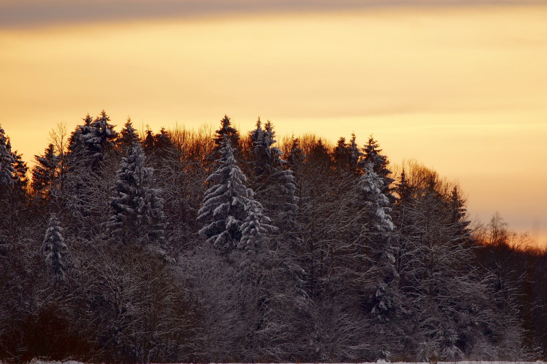 paysage hiver forêt arbres coucher de soleil nature