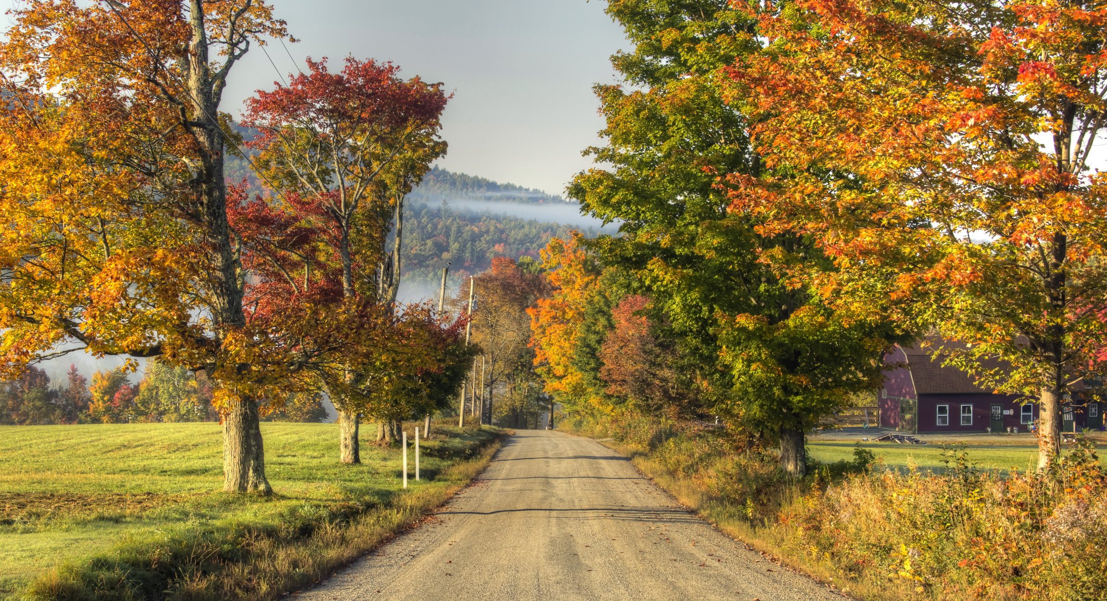 straße bäume natur herbst