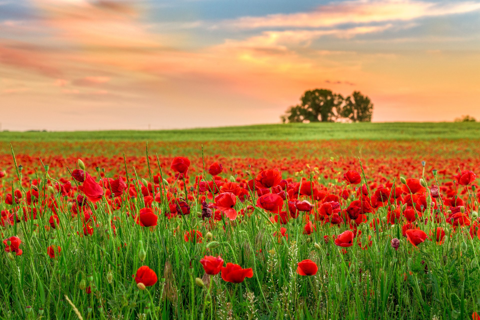 natur feld blumen mohnblumen sonnenuntergang landschaft