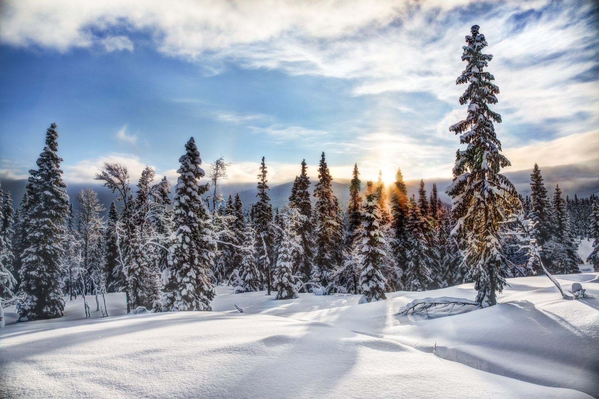 trisil norwegen trysil winter schnee wald bäume tannen