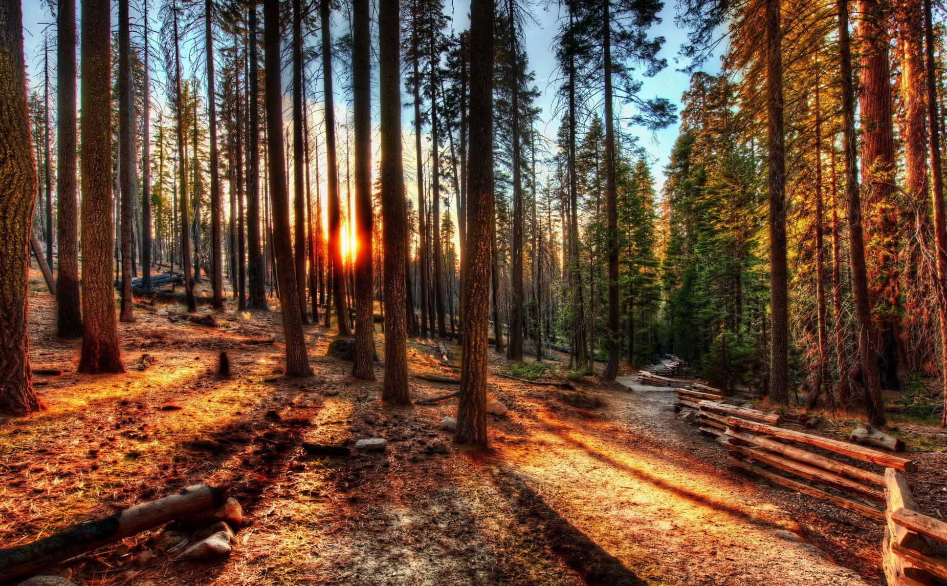 bosque amanecer puesta del sol estados unidos árboles hdr california yosemite naturaleza foto