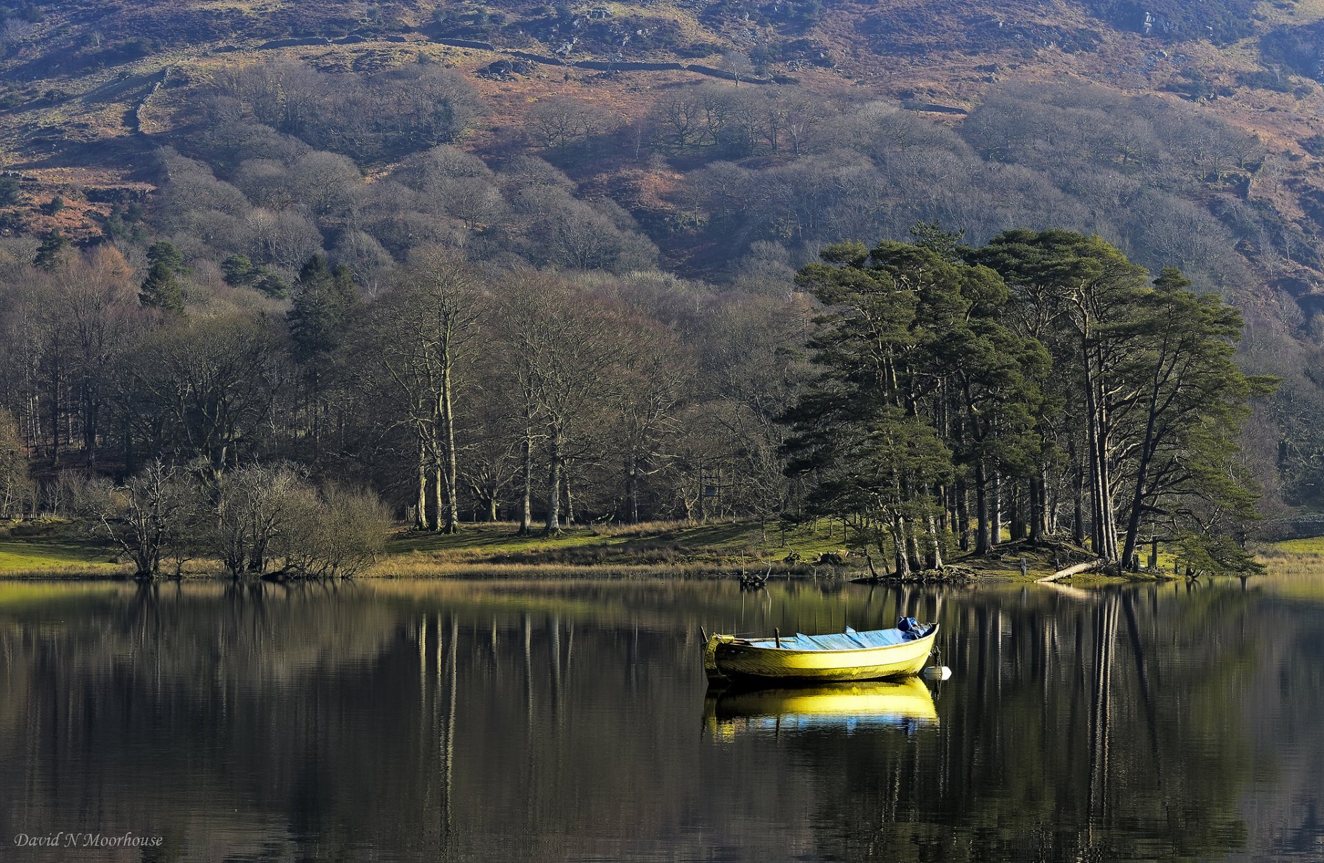 alberi lago barca