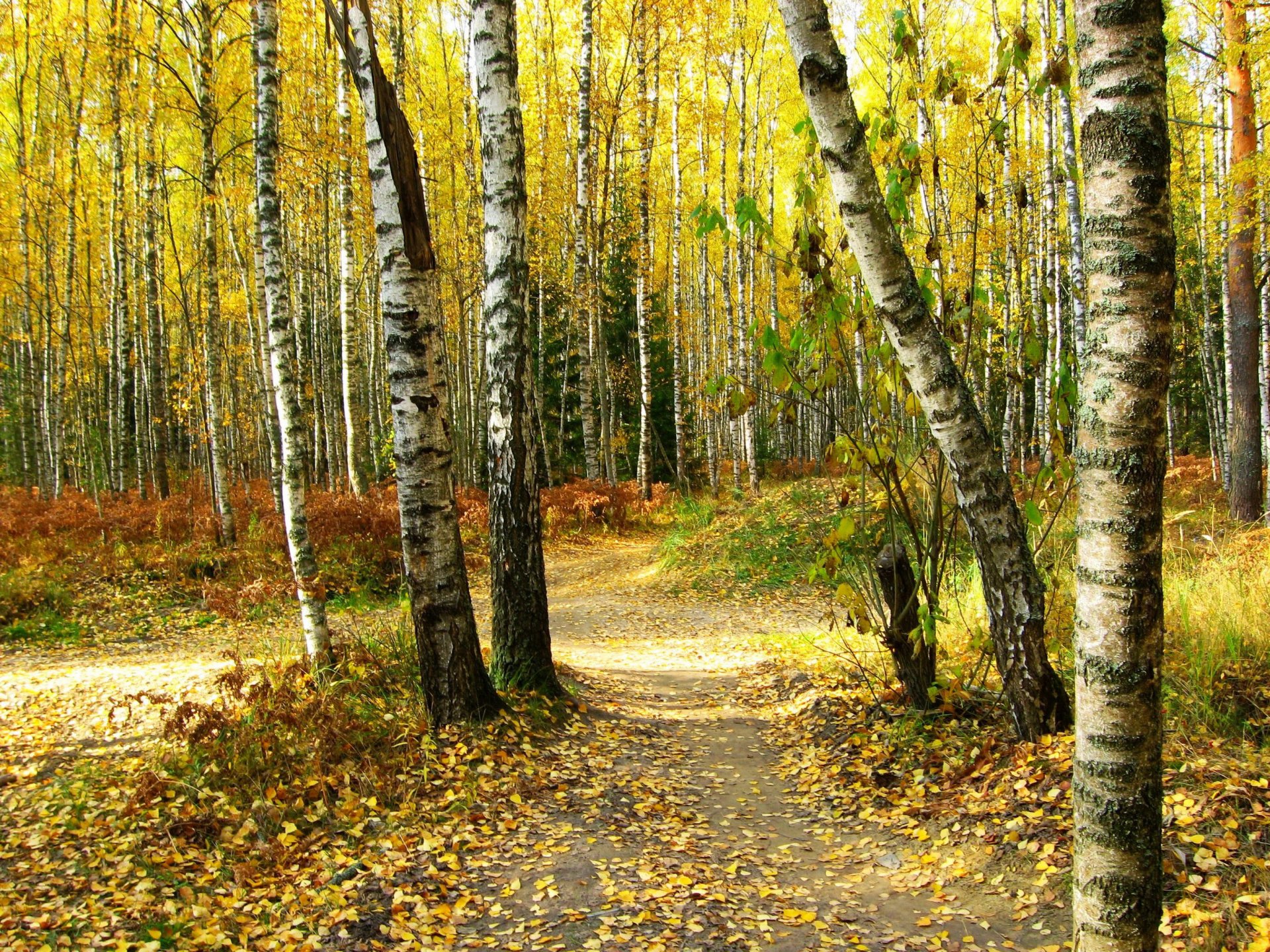 jesień las brzozy szlak liście drzewa natura zdjęcia