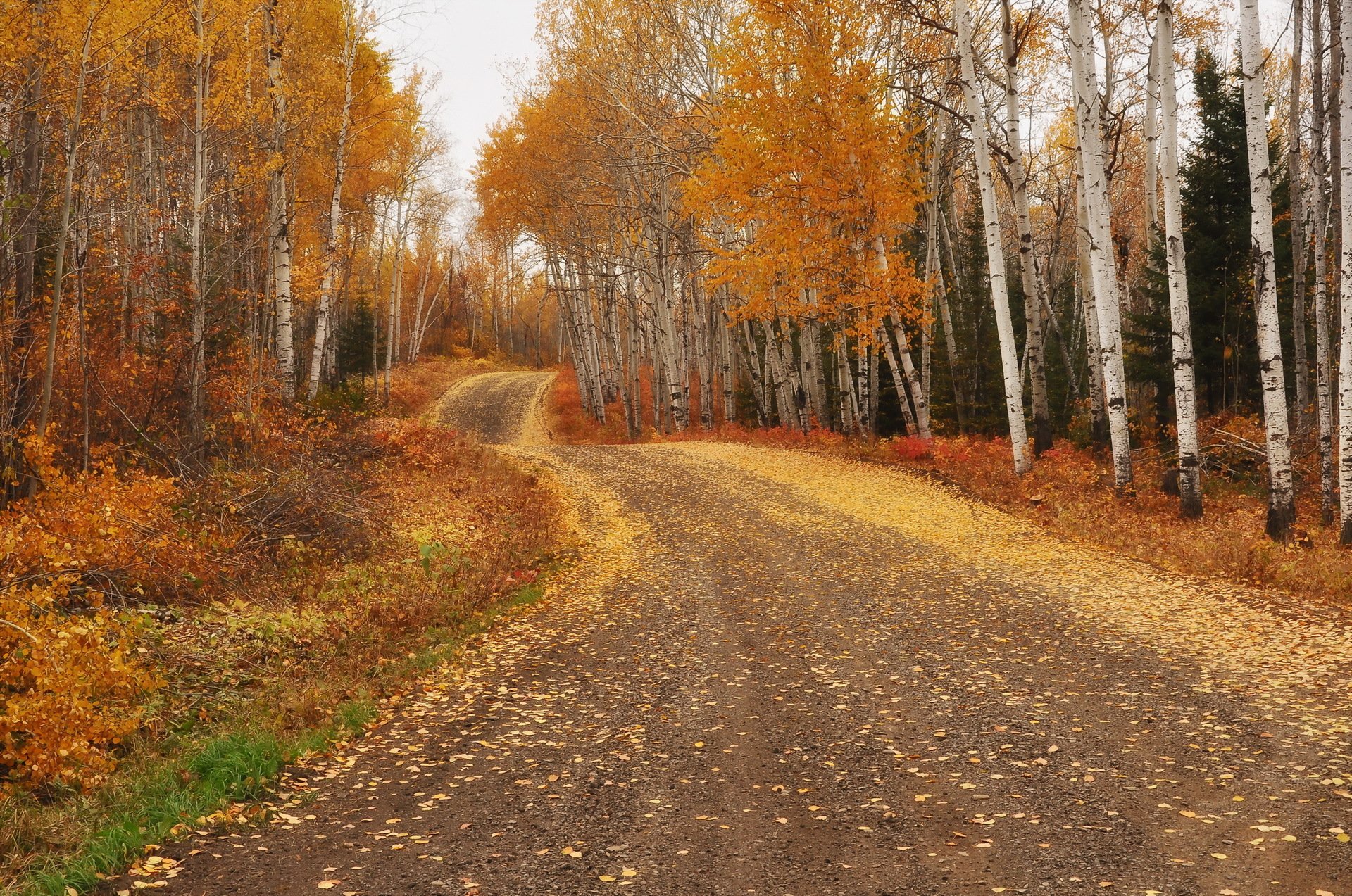 straße herbst