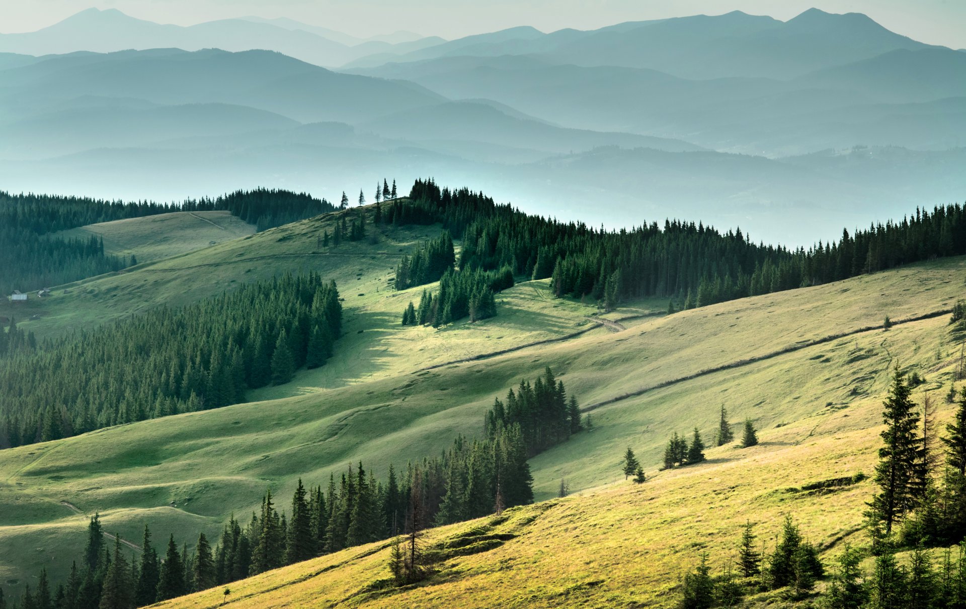 ukraine carpathian mountains mountain of the field forest