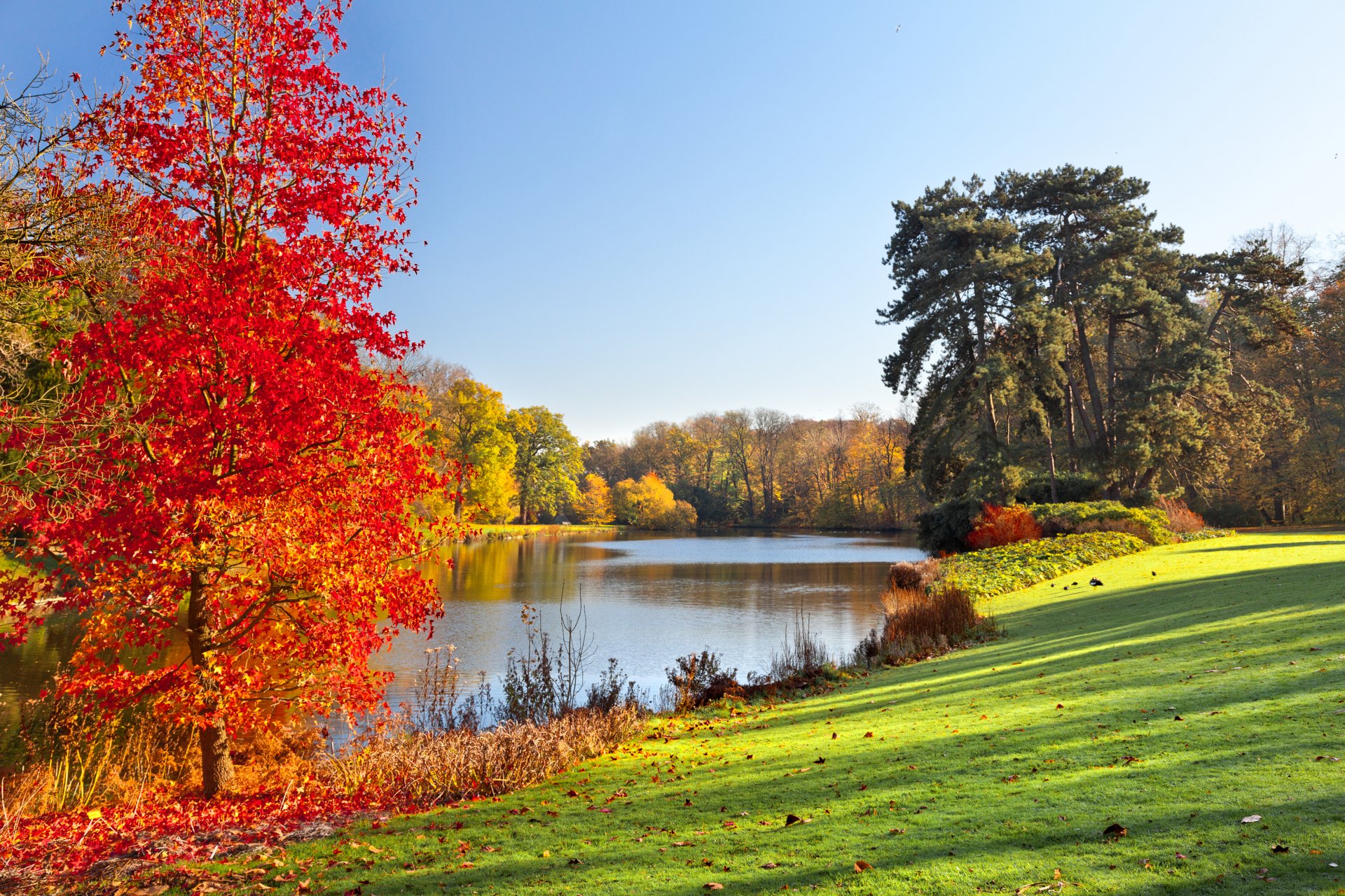 parc d automne lac arbres feuilles automne paysage arbres colorés nature herbe lumière du soleil