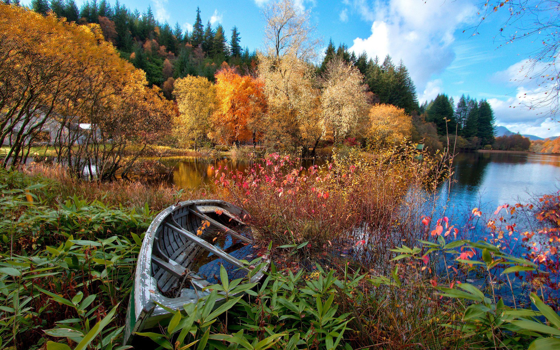 ky river forest autumn tree house boat lake flower