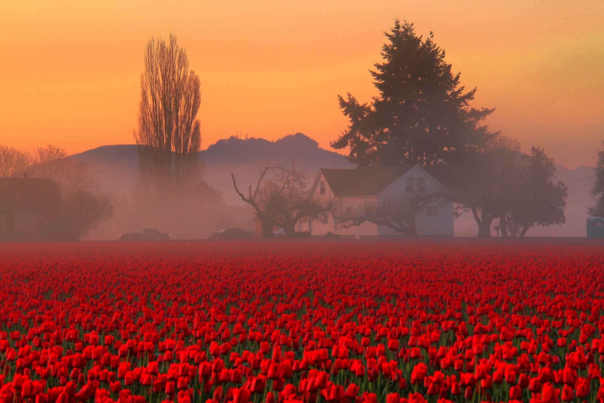 ciel matin brouillard montagnes arbres maison champ fleurs