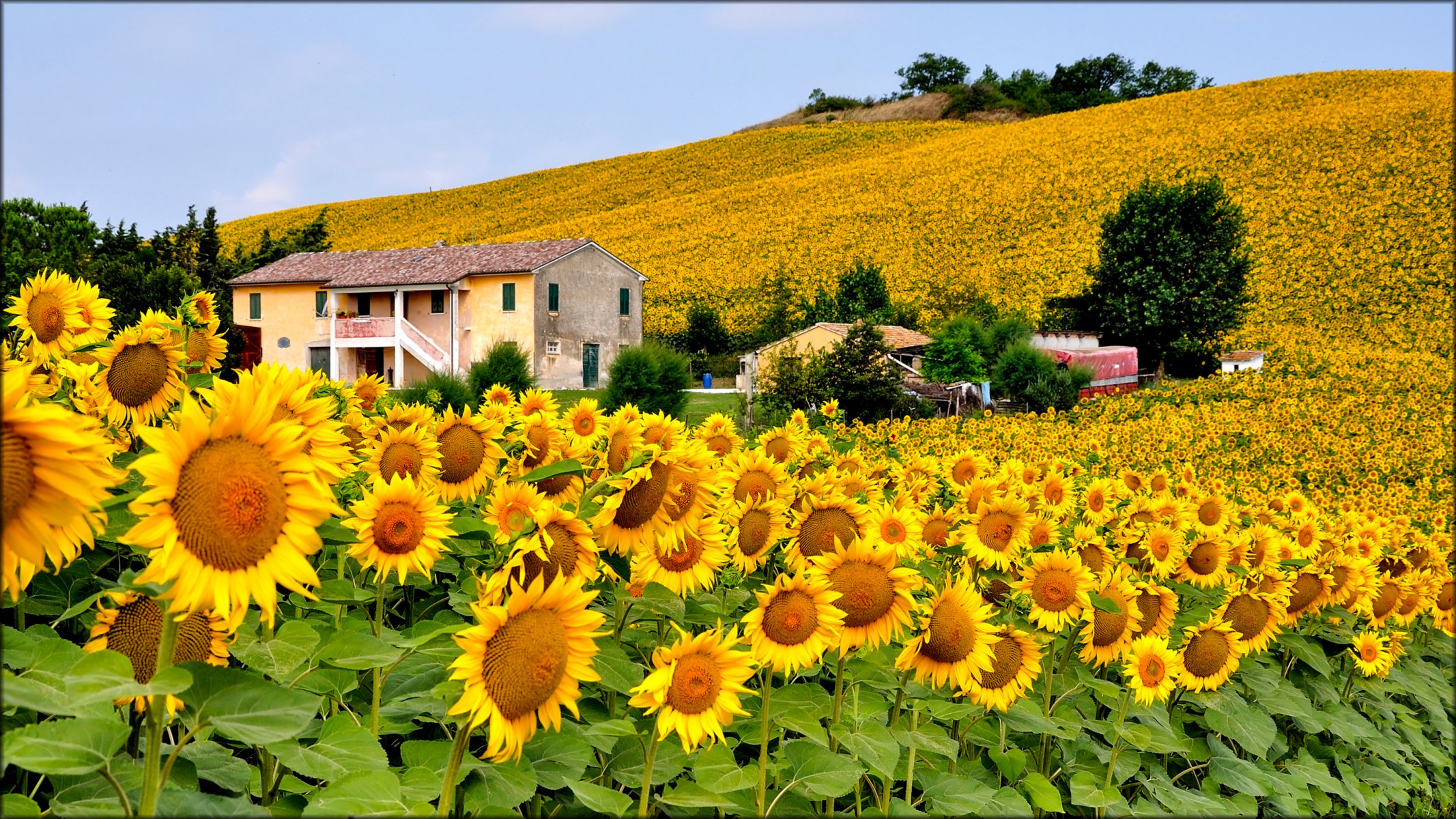 italien himmel hügel feld blumen sonnenblume haus