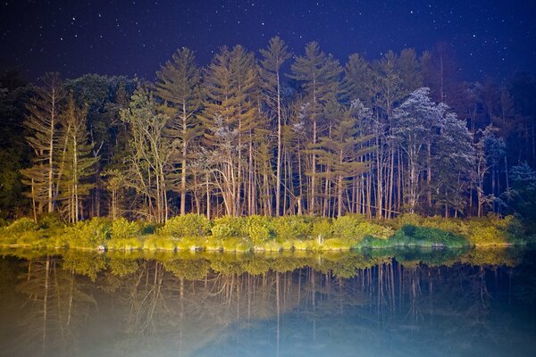 Bosque nocturno y cielo estrellado dibujo