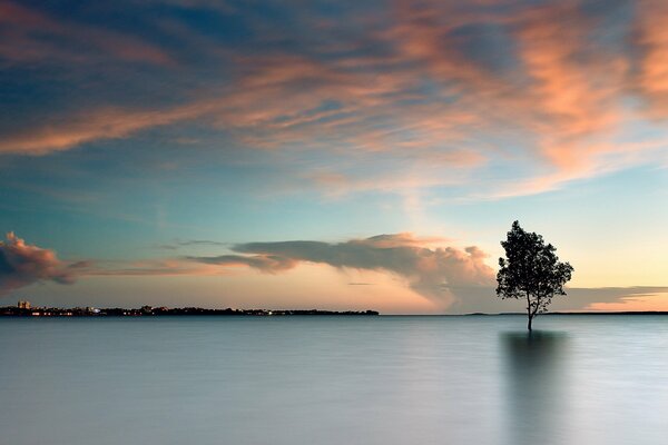 Paesaggio di un albero solitario in un lago