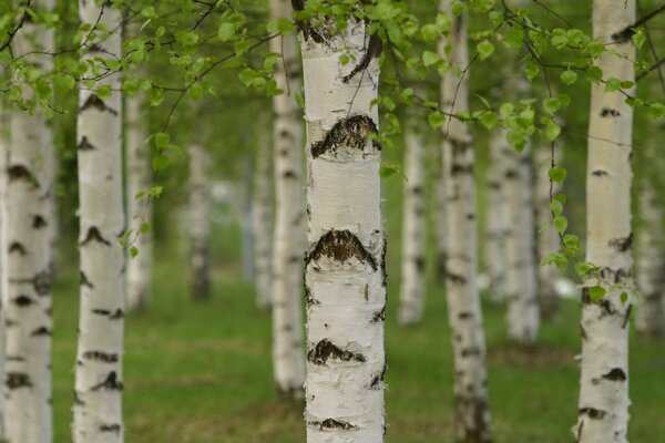 Forêt de bouleaux closeup