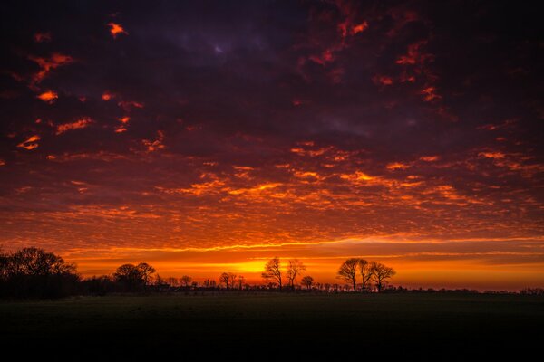 A beautiful sunset in the silhouettes of trees