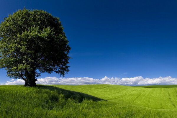 Grüner Horizont mit einsamem Baum