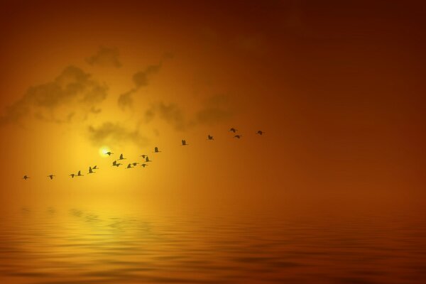 Fliegende Vögel über Meer Sonnenuntergang