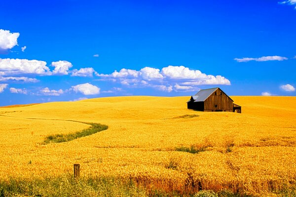 Wheat field against the background of a serene clear sky