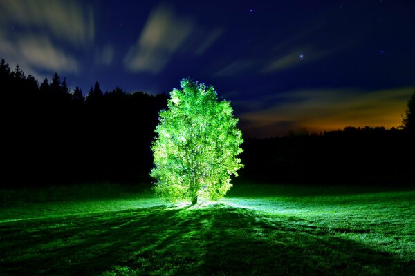 Cud w nocy-świecące drzewo