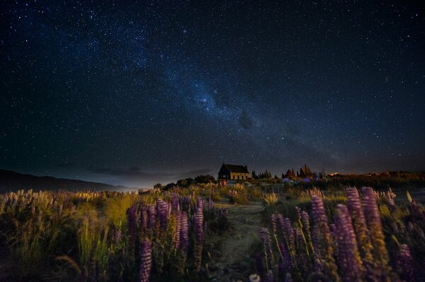 La migliore Via Lattea nel cielo di notte in Nuova Zelanda su Hill House, sentiero, lupini