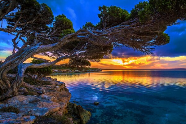 Albero sulla riva della superficie del mare al tramonto