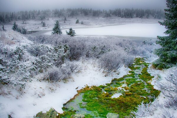 Naturaleza invernal. Bosque cubierto de nieve