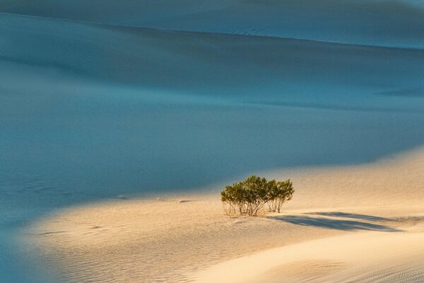 A tree in the sand in the middle of the ocean