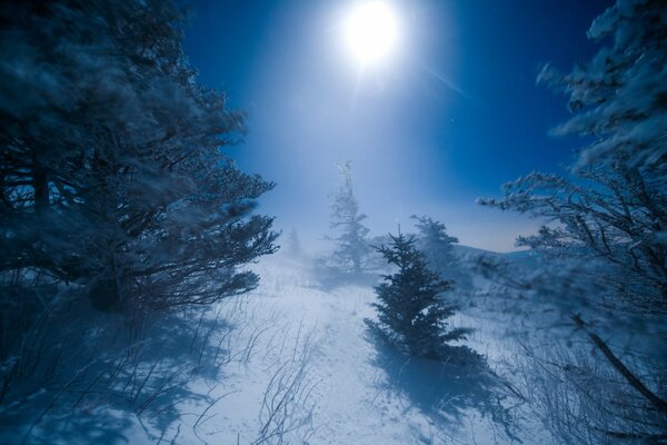 Tutto si è congelato sul paesaggio della notte in inverno alla luce della Luna
