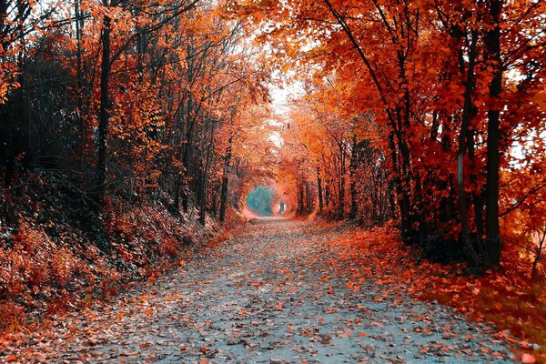 Paisaje del callejón de los árboles de otoño