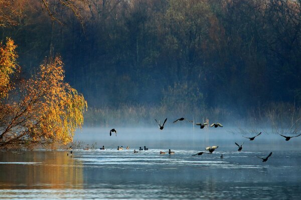 Les canards partent dans les pays chauds