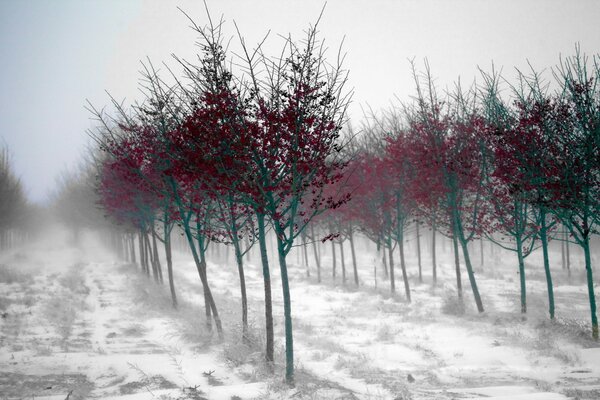 Fabulous misty forest on a winter day