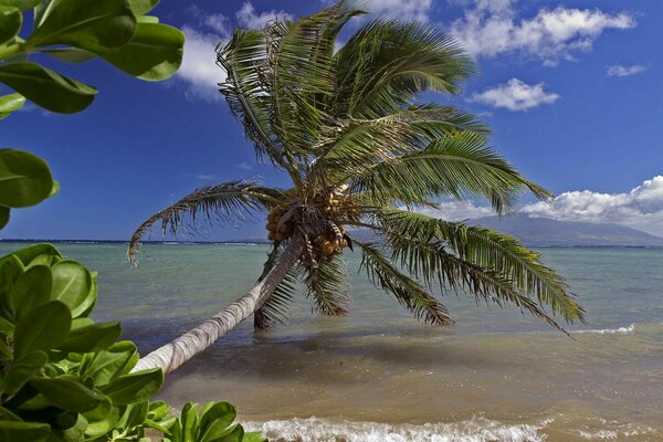 Море пальма ветер волны небо