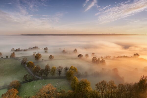 Matin brumeux et arbres verts